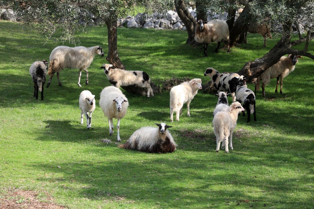 Naredba o mjerama sprječavanja pojave i ranog otkrivanja slinavke i šapa i kuge malih preživača u Republici Hrvatskoj